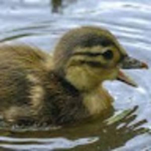 Meet your Posher, Donovan